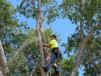 Tree Service