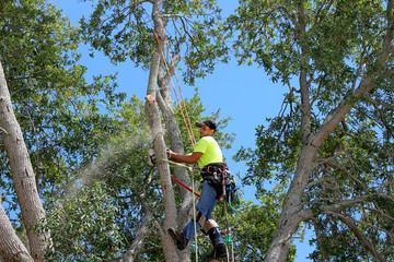 What to Look For in an Emergency Tree Service