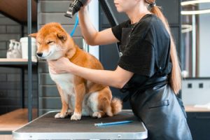 dog grooming